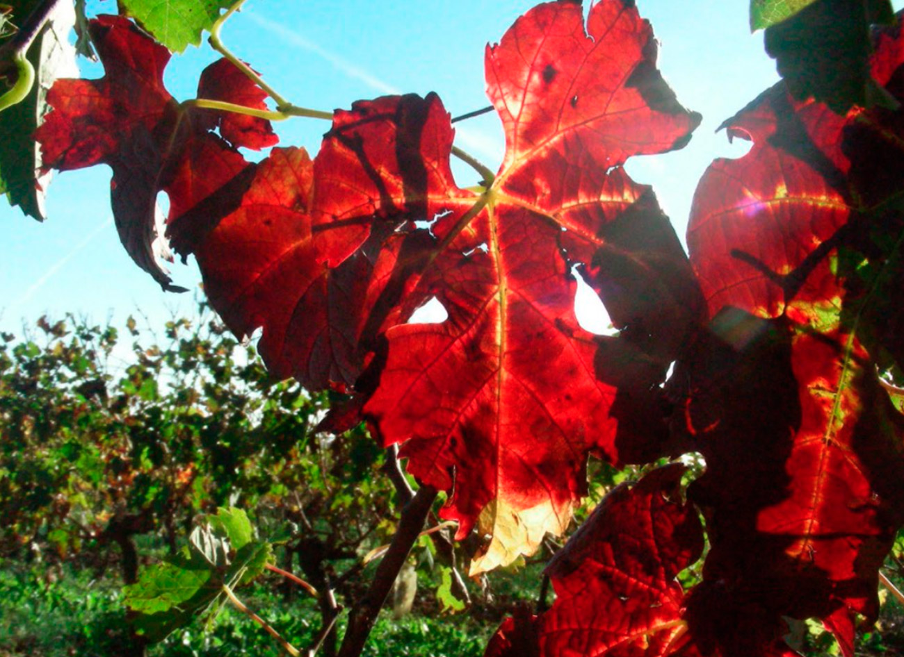 location-bordeaux-chateau-laroque